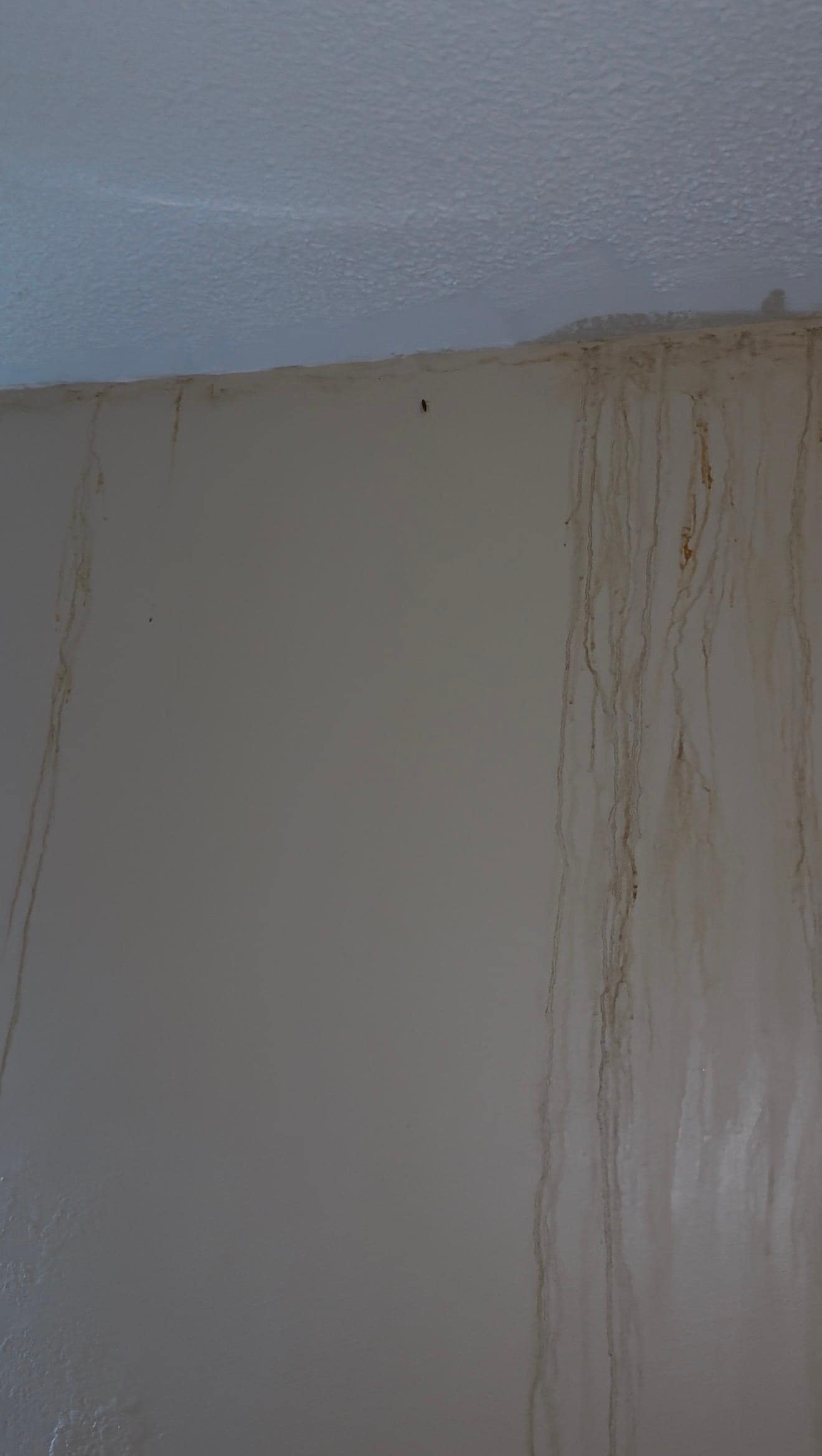 All along the wall was some sort of drips and that black spot is a coachroach. 