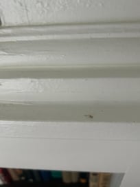 Mosquitoes, dust, dirt