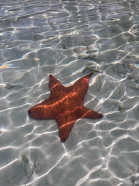 We absolutely loved Bottom Harbour beach for star fish and sea turtles! Very calm water too!