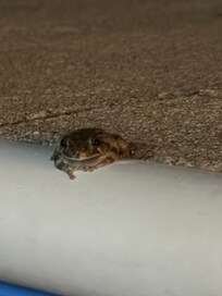 An extra loud pool guest :)