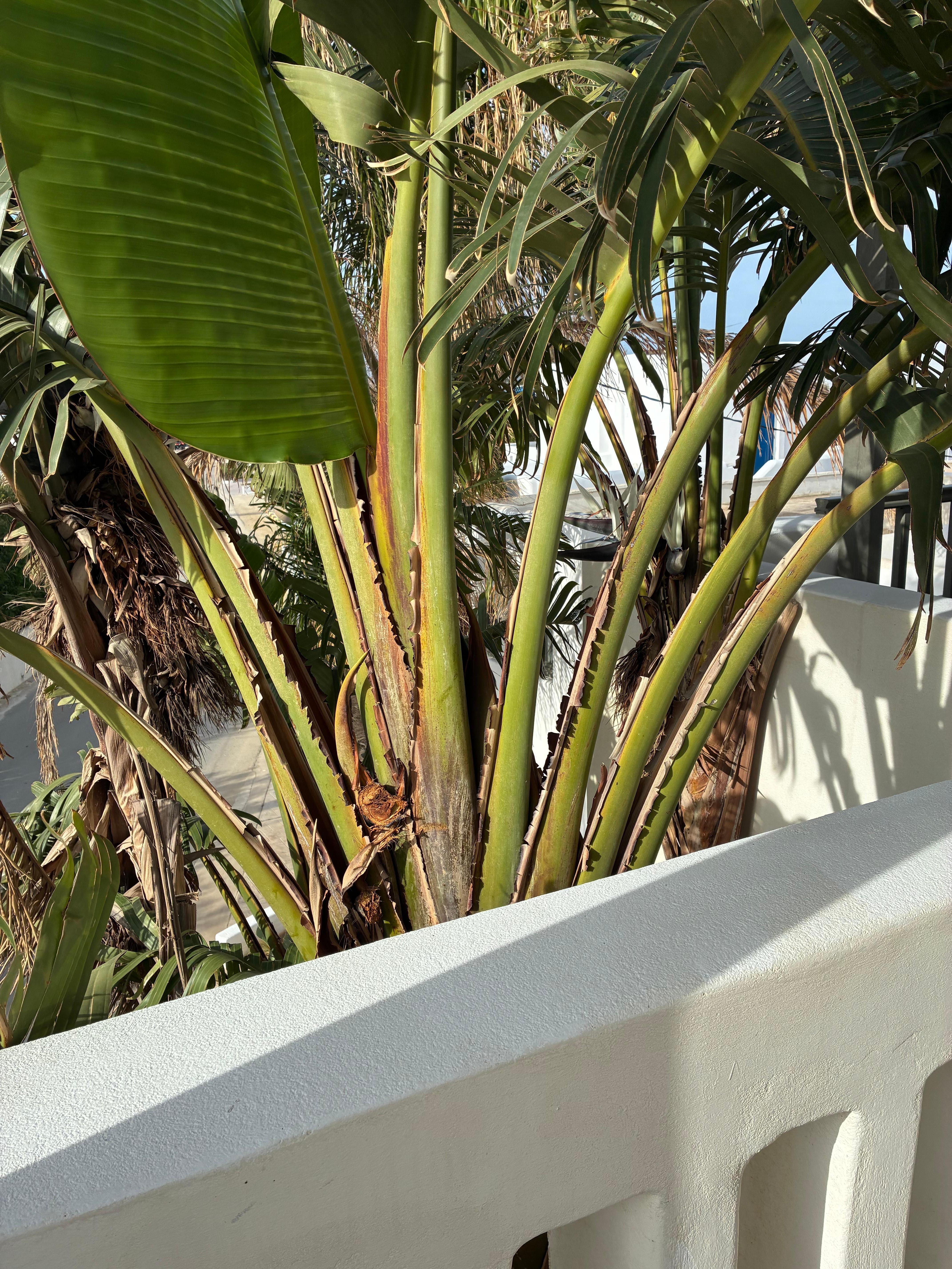 Lush greenery creating privacy on the patio