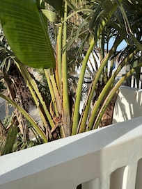 Lush greenery creating privacy on the patio