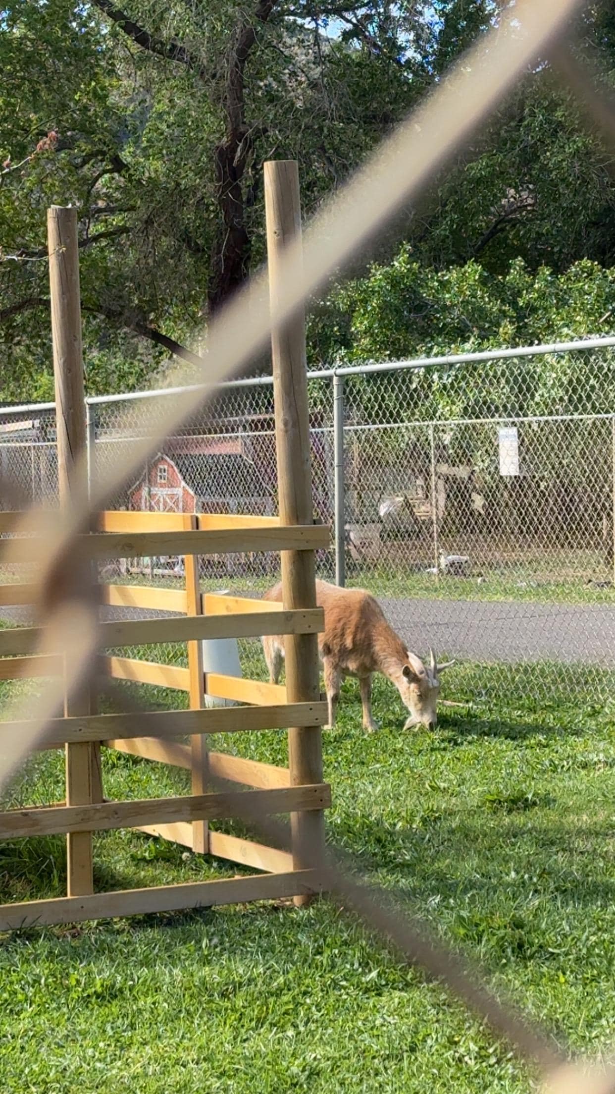 Little zoo in back was a lovely surprise. Goats were very friendly and curious 