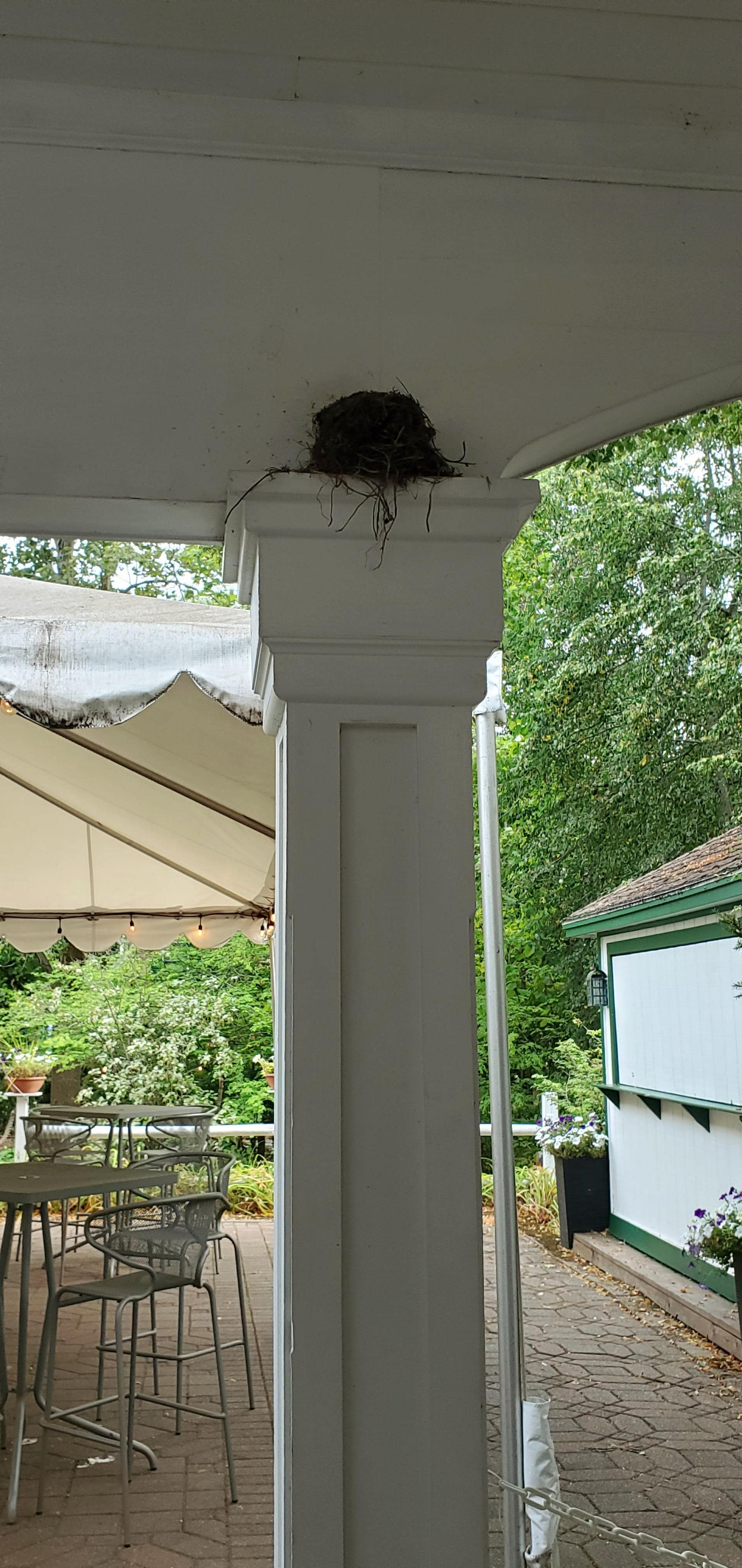 Beautiful nest in the courtyard