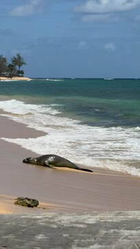 Perfect beach for swimming, snorkelling, boogie boarding.