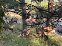 Wonderful surprise out our window one morning!