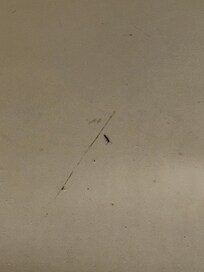 Bugs in the tub