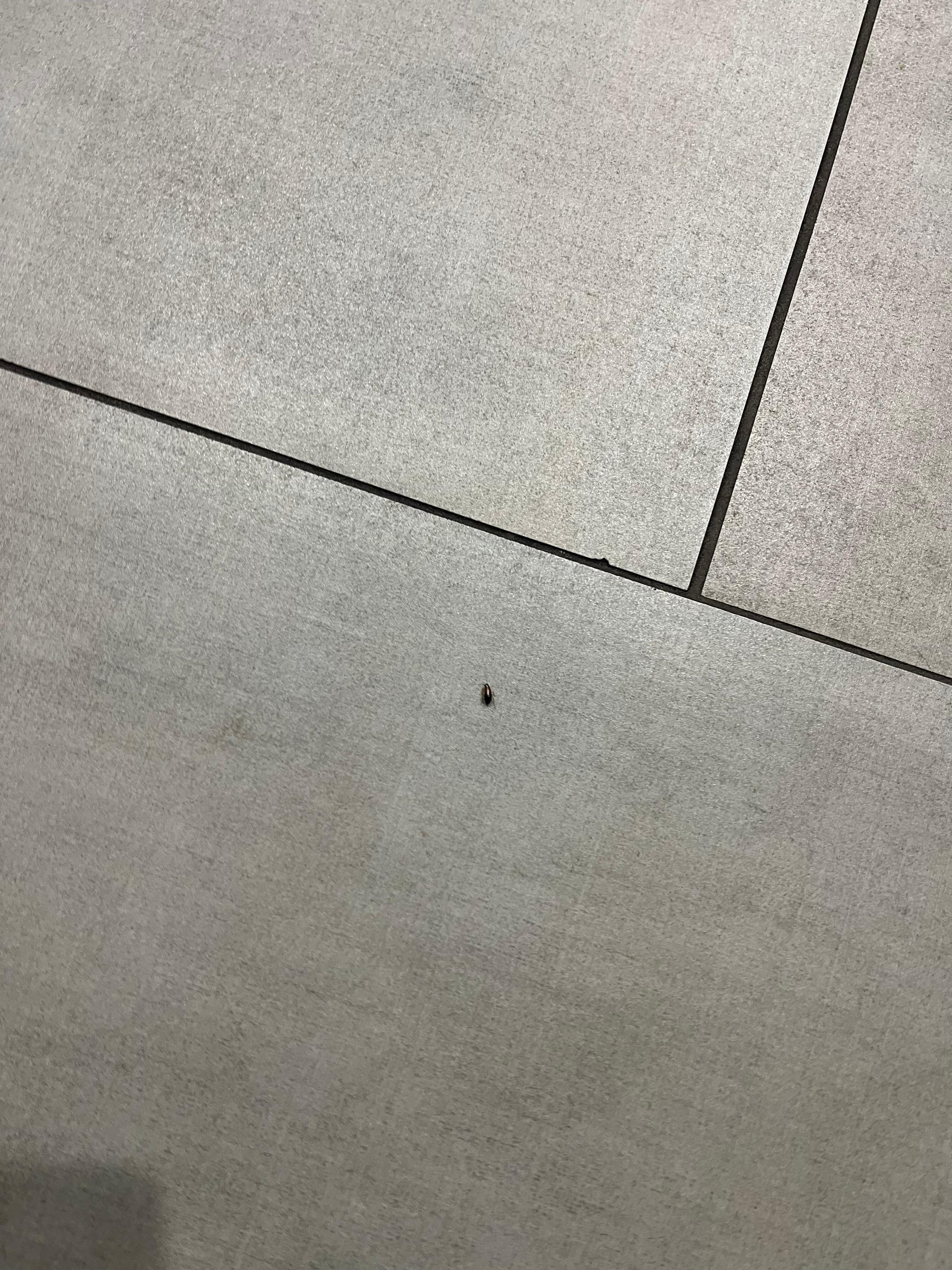 Baby roach
