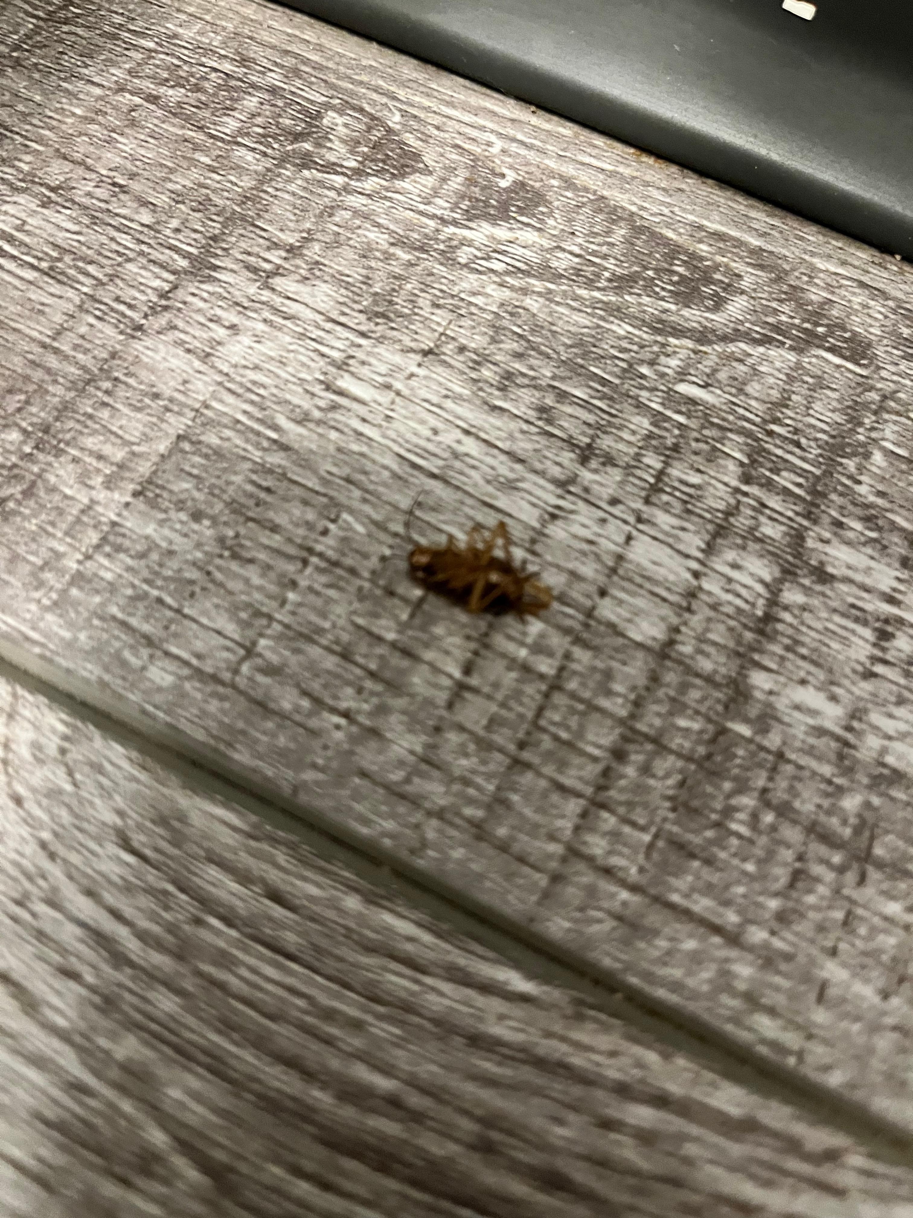 Dead cockroach