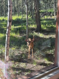 The morning views from the living room window.
