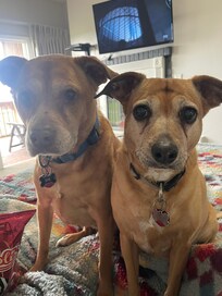 Finn and Quinn thank you for the most perfect room