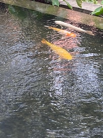 Fish pond