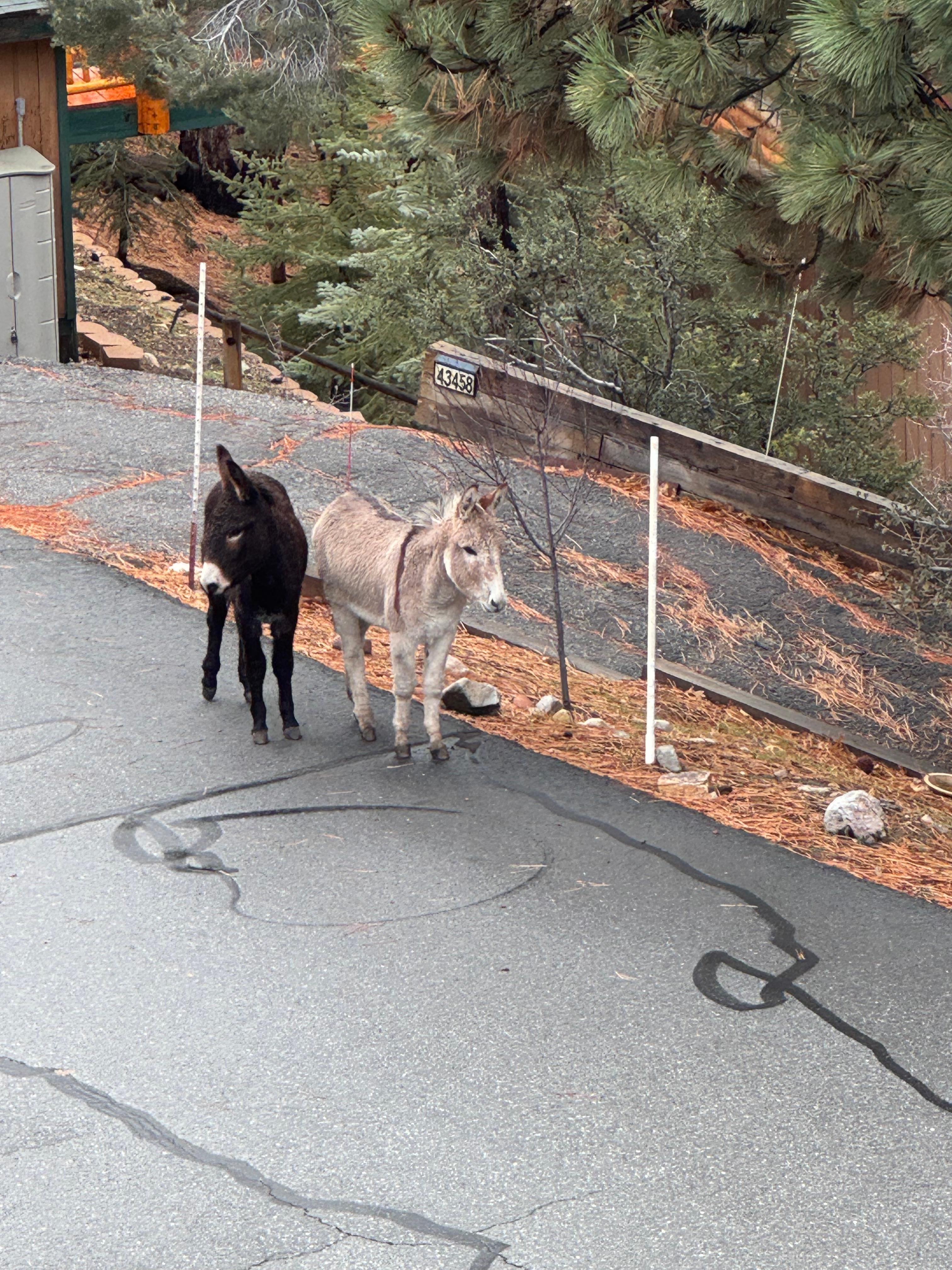 Free roaming donkeys!