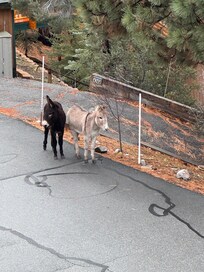 Free roaming donkeys!