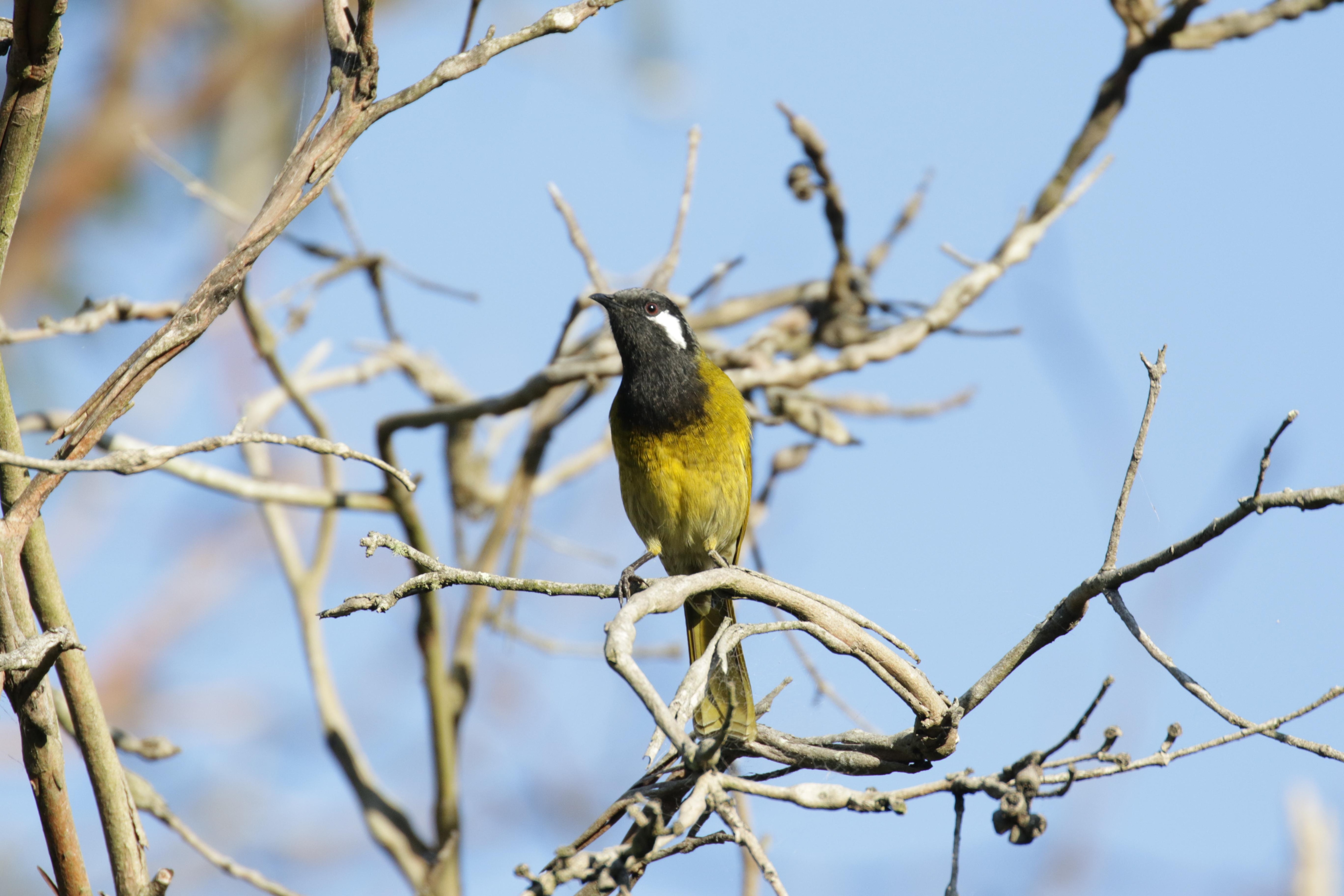 White-eared Honeyeater sunny itself