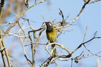 White-eared Honeyeater sunny itself
