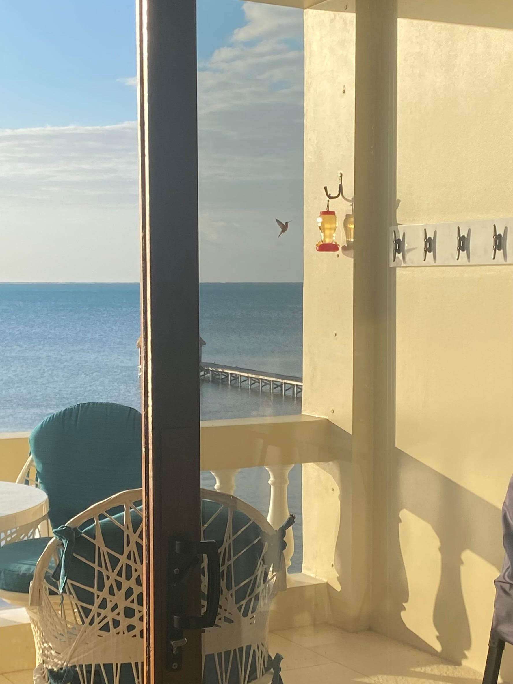 Friendly Hummingbirds 