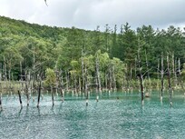 白金青い池