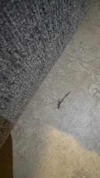Hair found on floor in living room