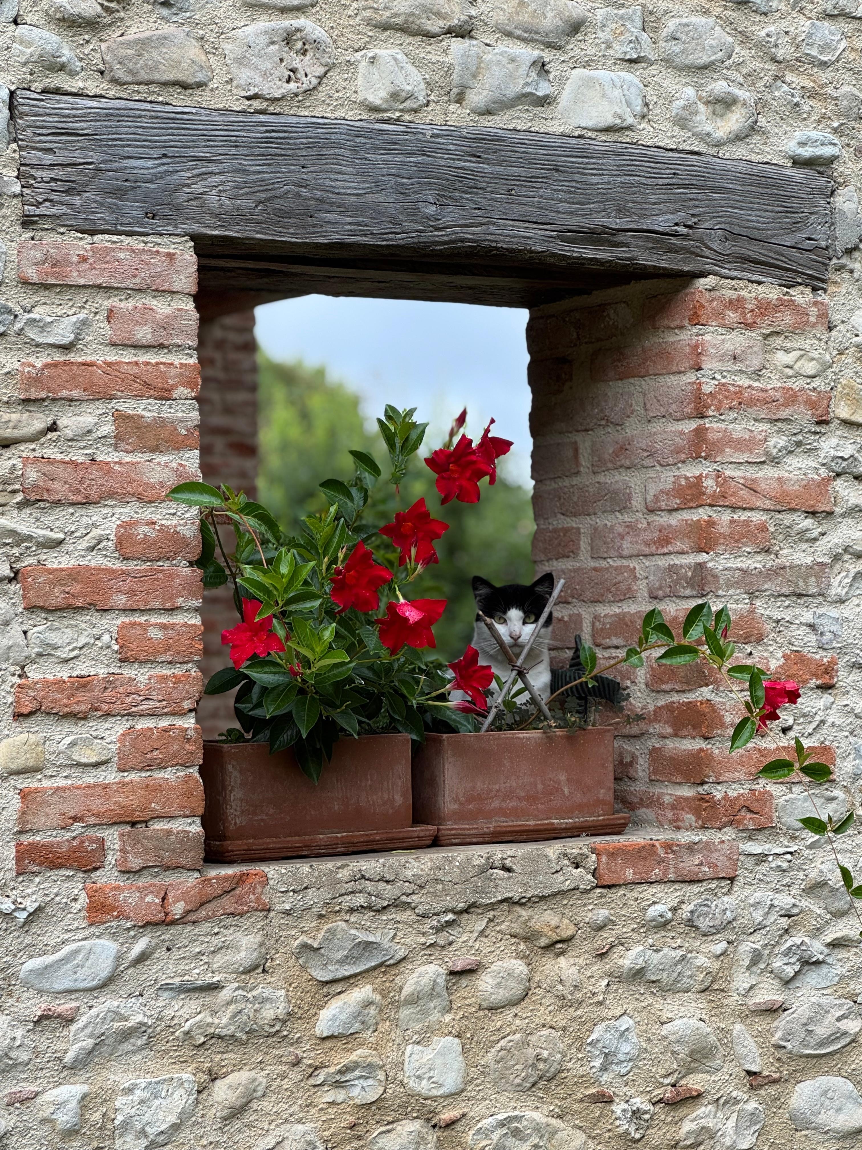 De kat houdt toezicht op de gasten.
