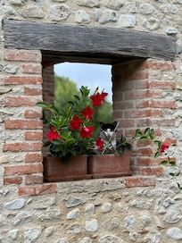 De kat houdt toezicht op de gasten.