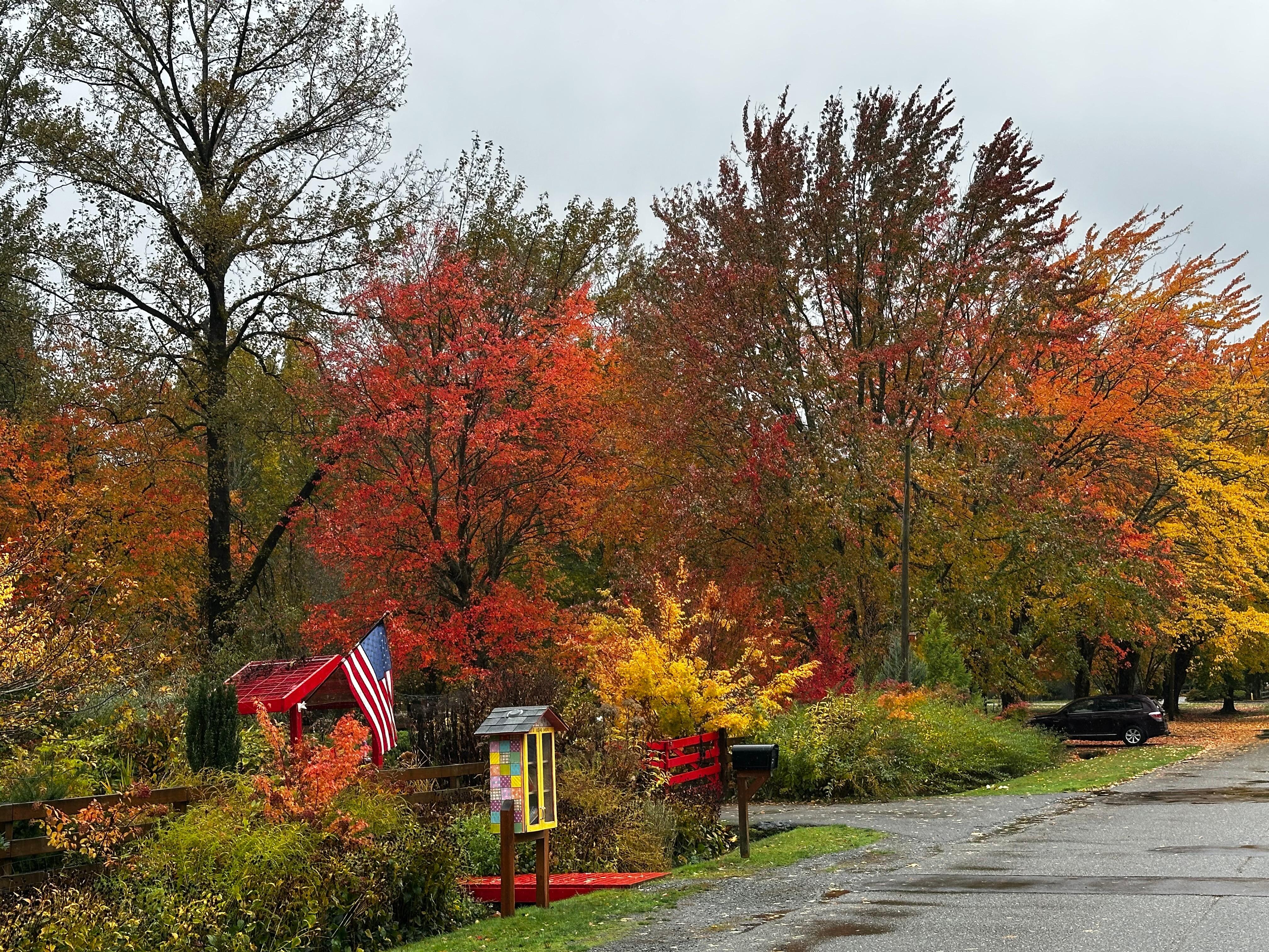 Fall Color on walk around the neighborhood