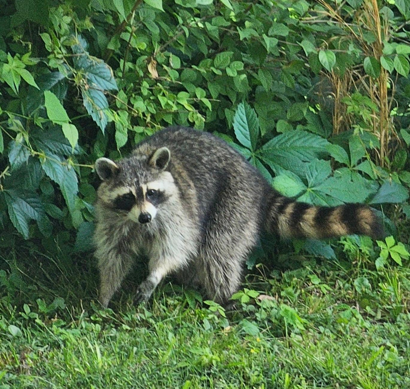 Local greeters.