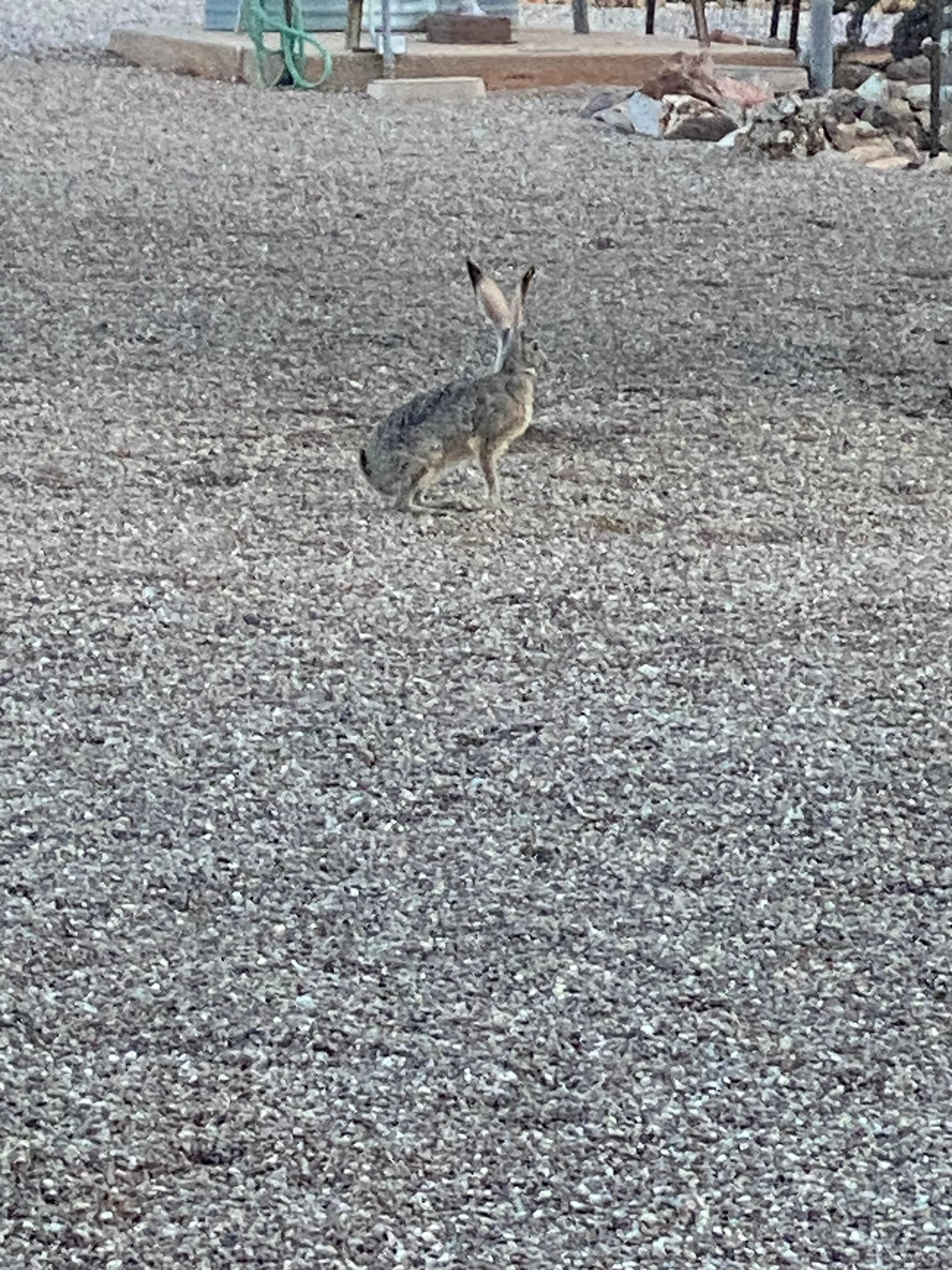 Jackrabbit