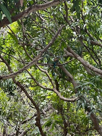 Monkeys in the early morning