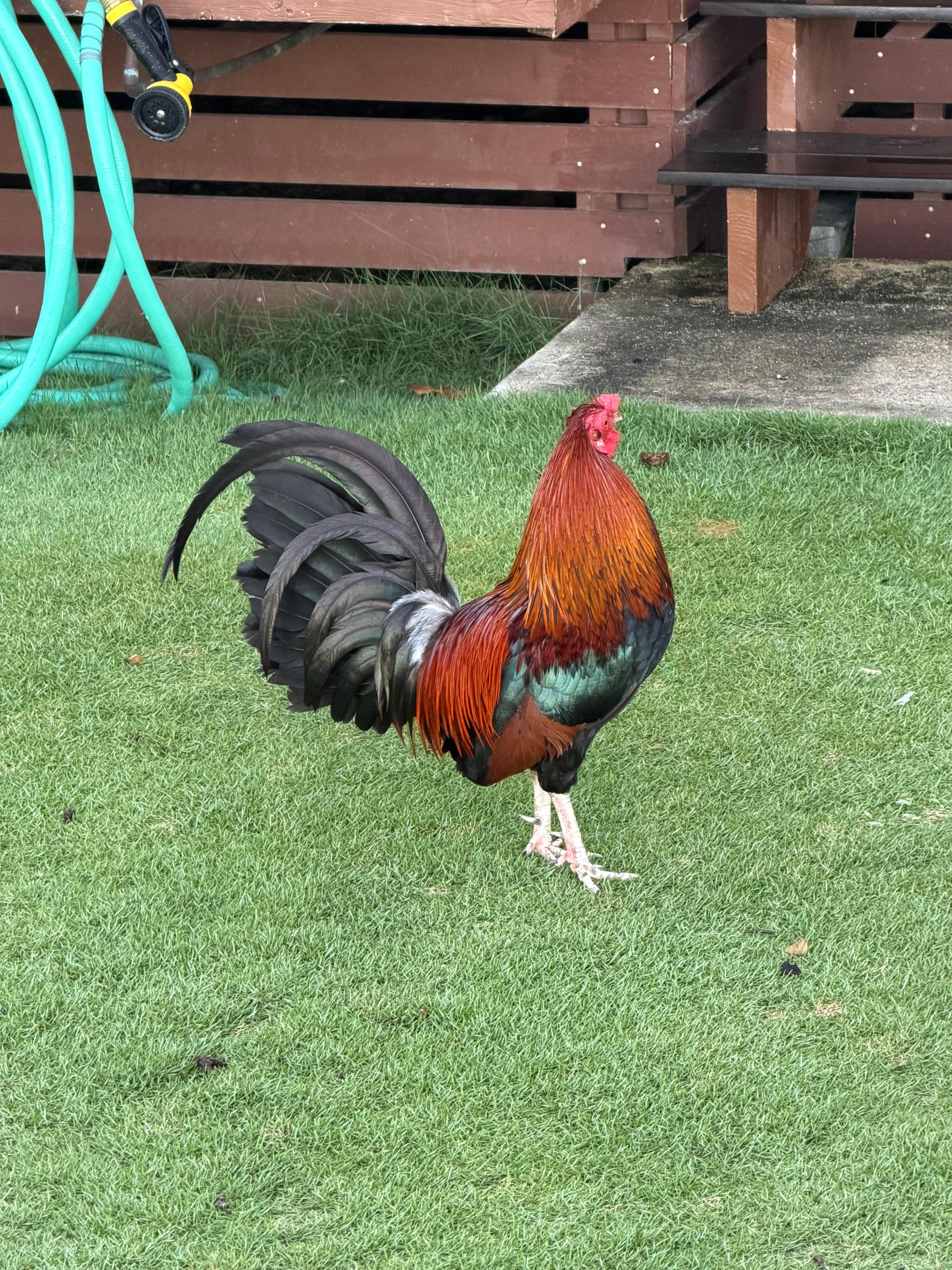 Don’t feed the chickens, roosters or cats!