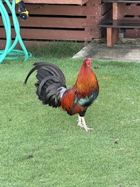 Don’t feed the chickens, roosters or cats!