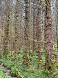 Magical woods you can stroll through