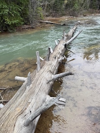 Wandering the back yard