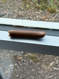 Moldy hot dog