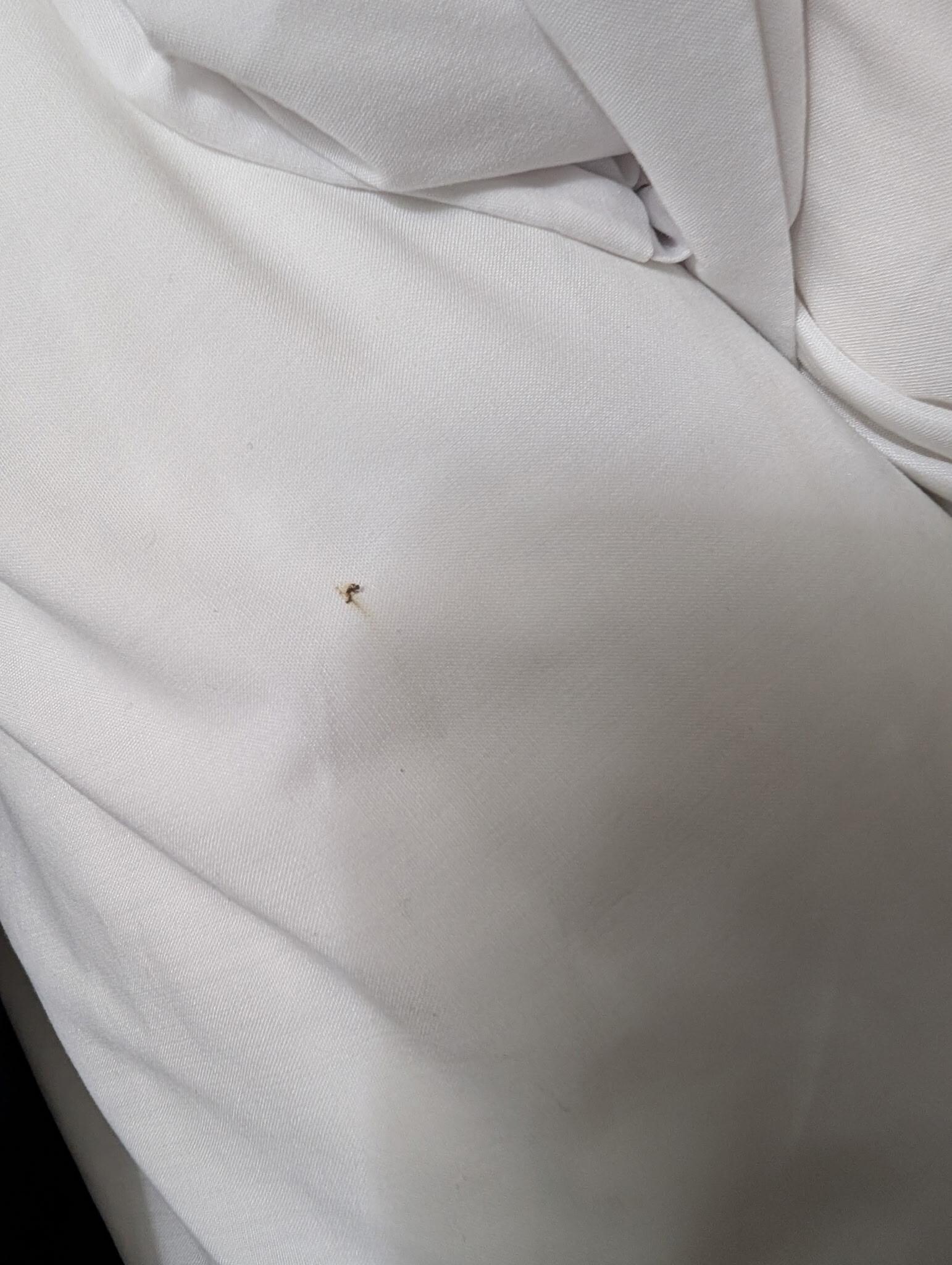 Unidentified bug in bed.