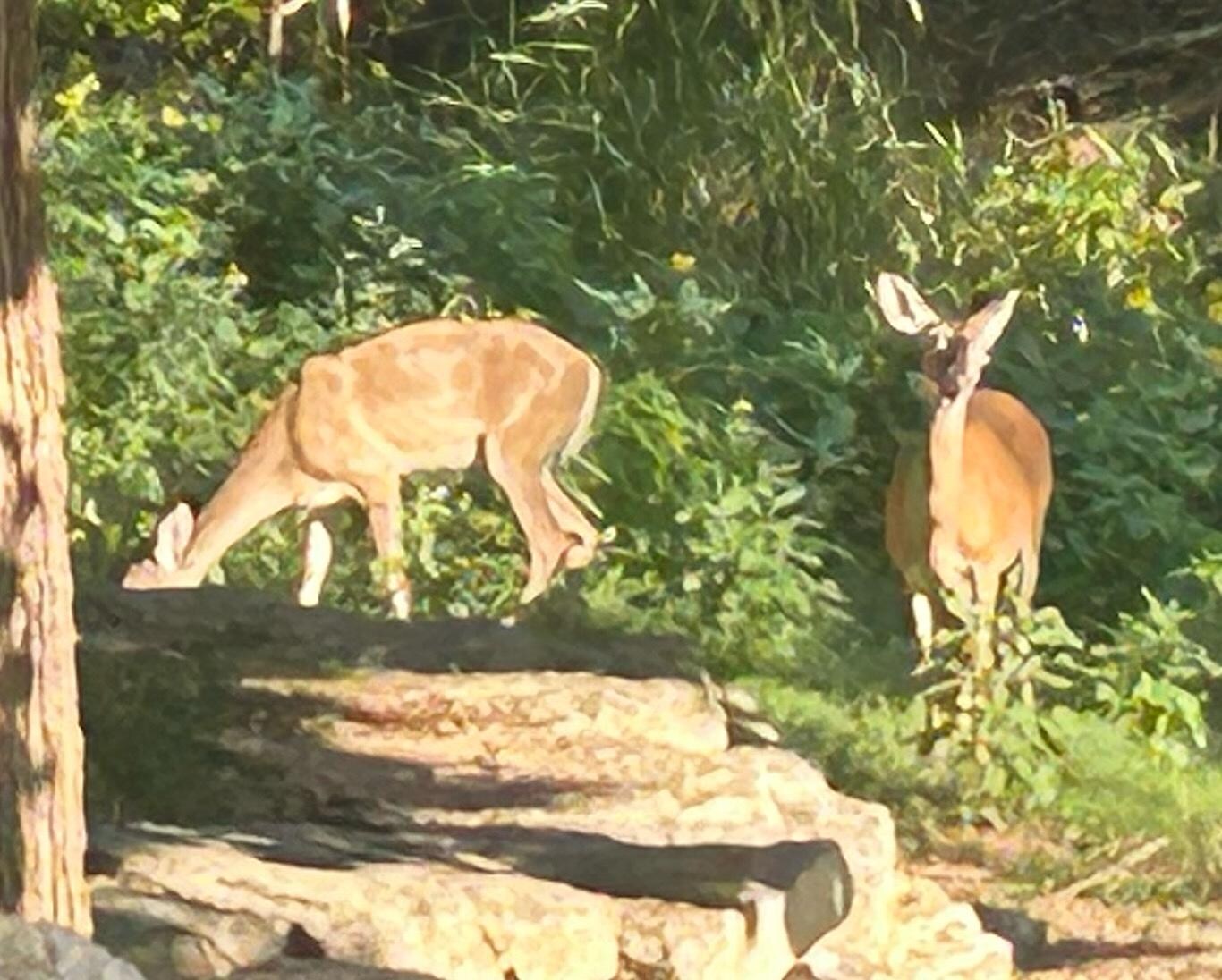 The deer ran freely.  It was awesome to watch 