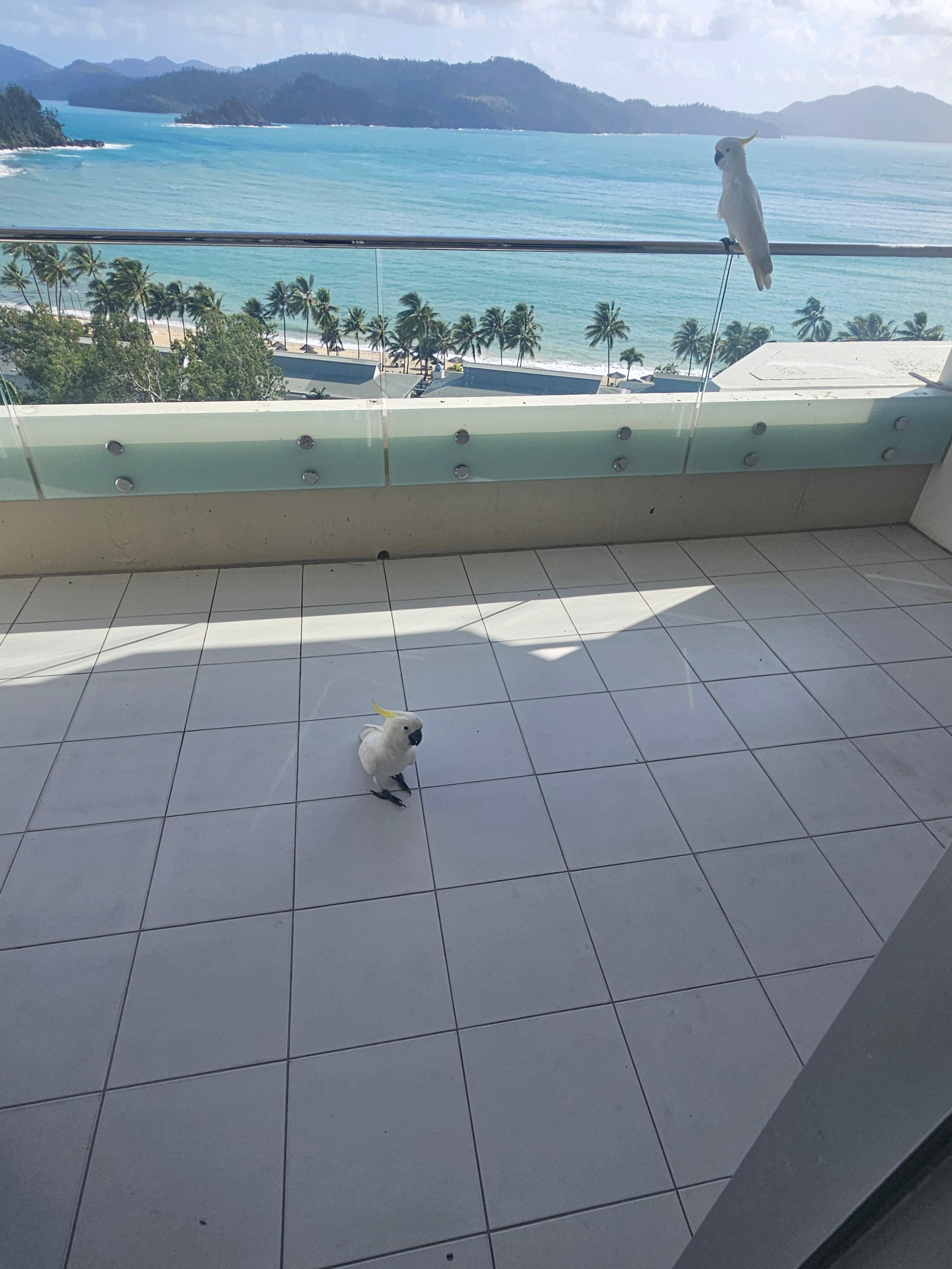 Cockatoo on the balcony