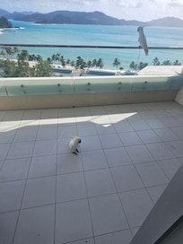 Cockatoo on the balcony