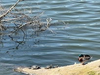 Turtle log just out side our window