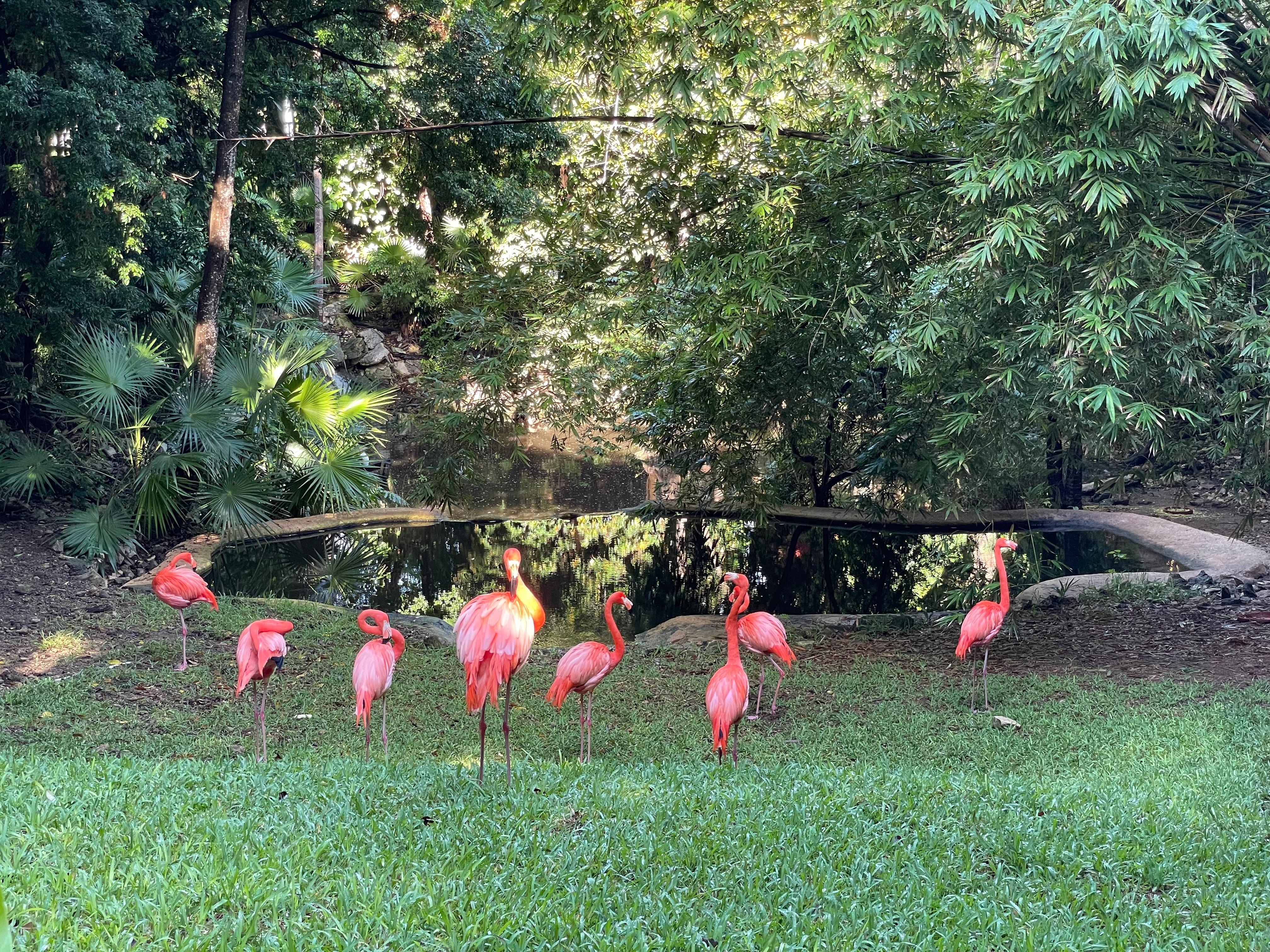 Flamingos
