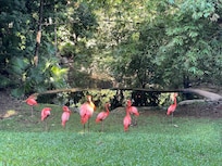 Flamingos