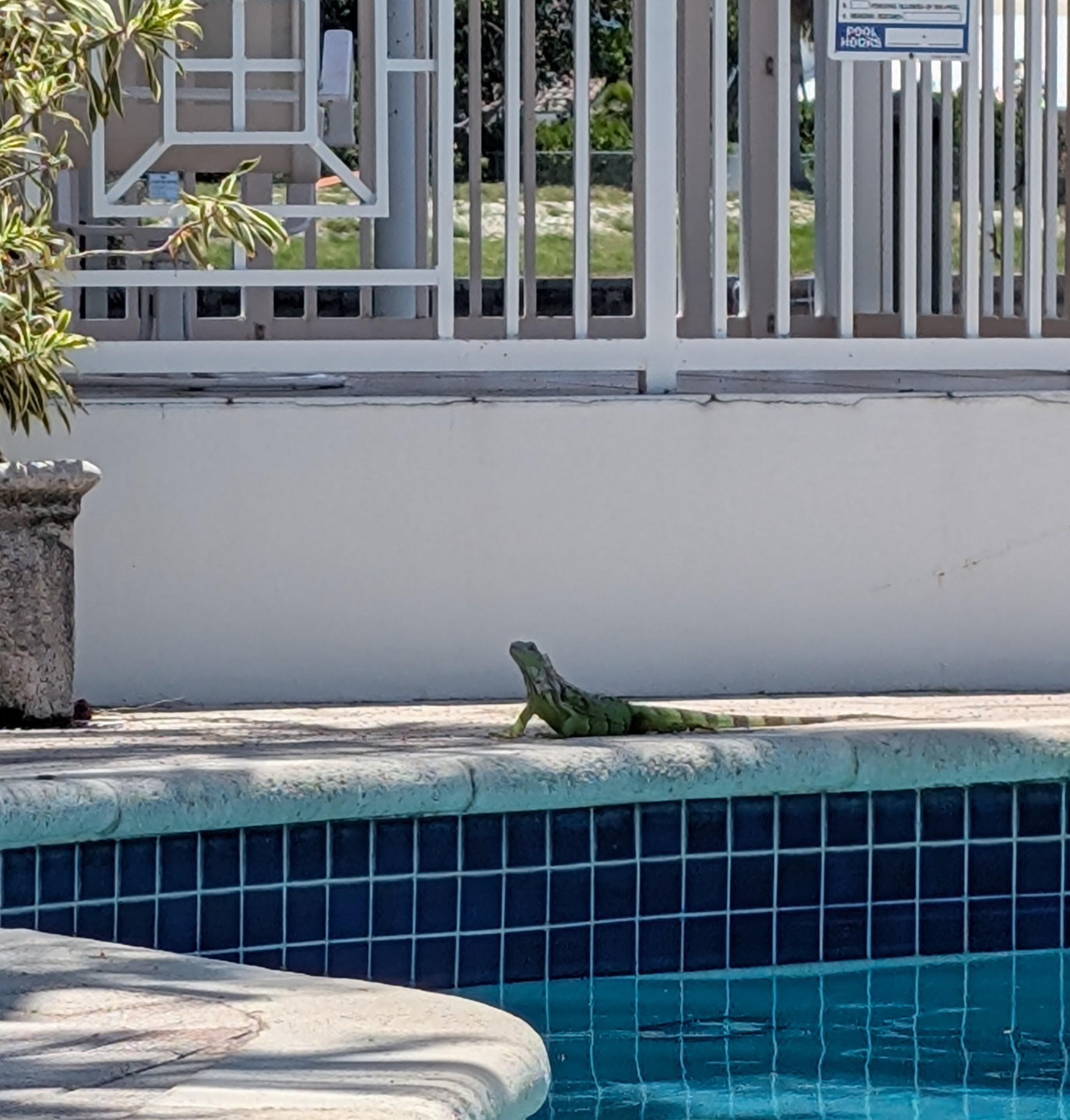 My daily visitor poolside.  He showed up every afternoon to sign himself 
 