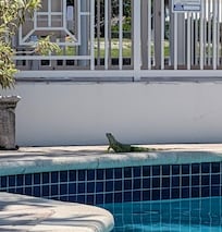 My daily visitor poolside. He showed up every afternoon to sign himself