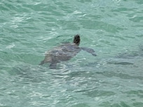 Turtles hang out in the ocean at the property
