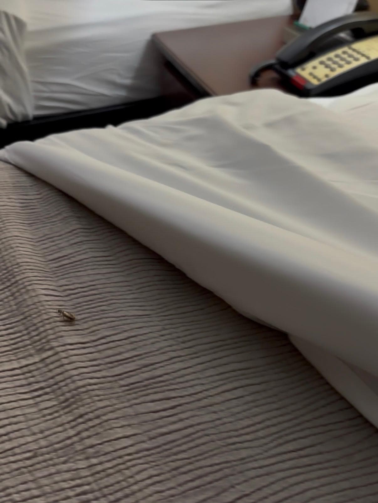 Picture of cockroach on bed. 