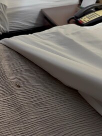 Picture of cockroach on bed.