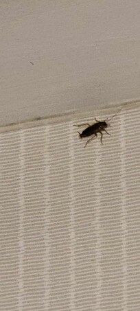 One of many roaches