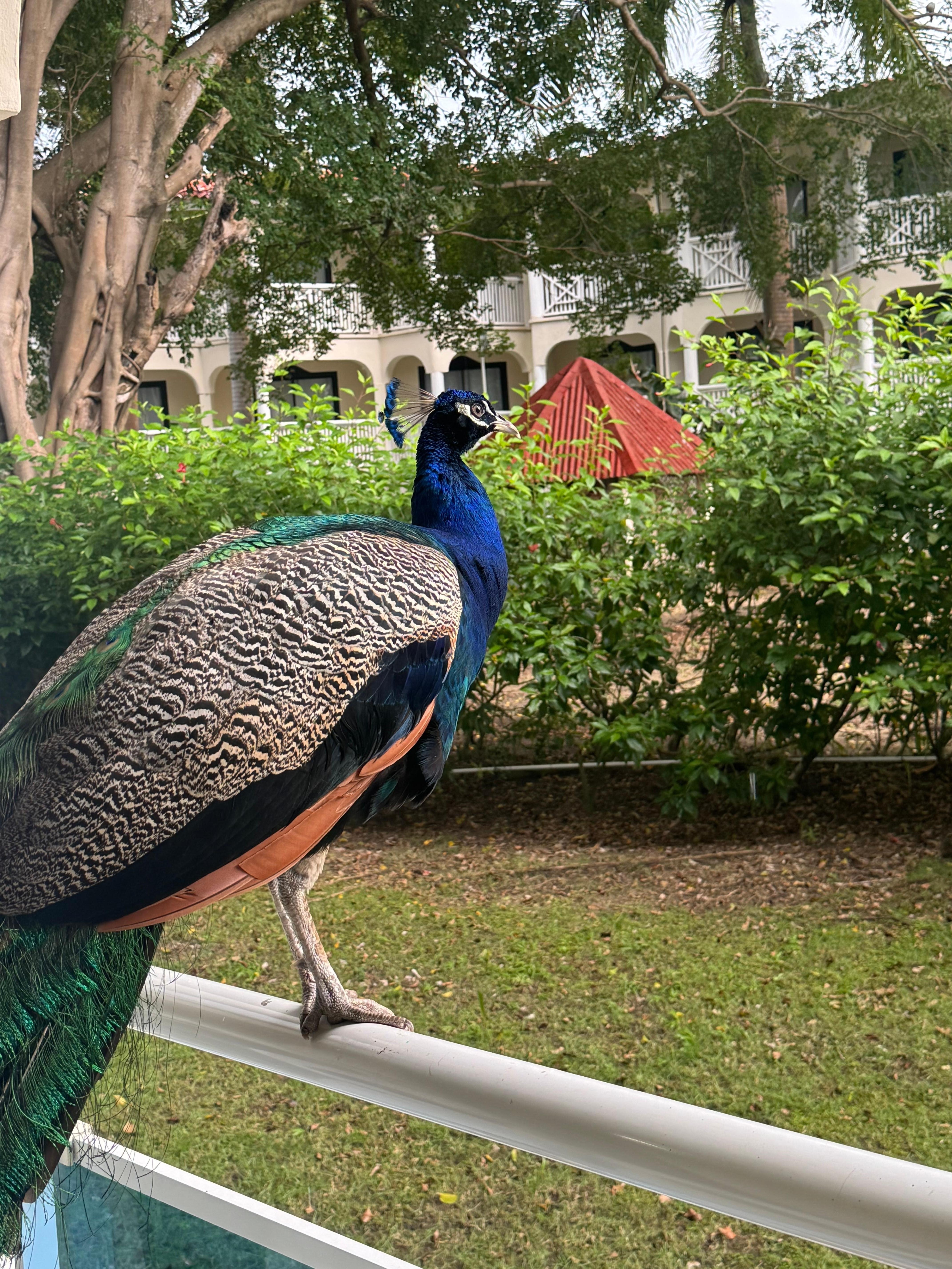 had a surprise visit on our balcony