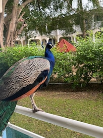 had a surprise visit on our balcony