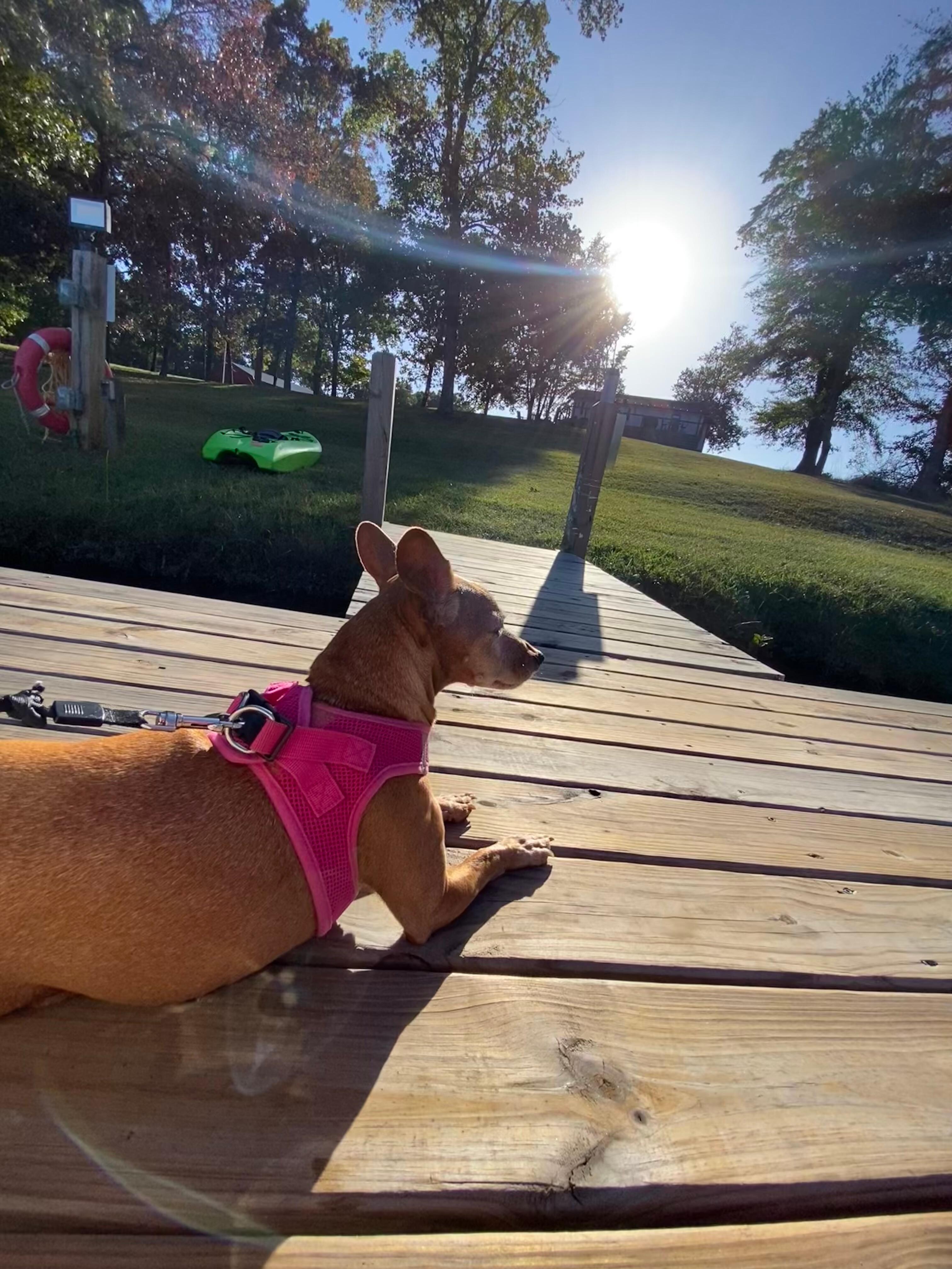 Dog friendly- 4 paws approved! 